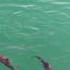 ДЕЛЬФИНЫ ИГРАЮЩИЕ В ОДЕССКОМ ПОРТУ 16 05 2017 Playing Dolphins Video