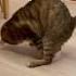 Cats Bulamadim Ibrahim Ibrahimtatlıses Azerbeycan France Holland Italy Youtubeshorts Youtube
