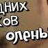 Служба доставки новогодних подарков Радужный олень Озвучка фанфика By Мио ЮНМИНЫ и ВИГУКИ Bts