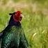 фазан Pheasant Birdwatching Bird Birds Birdsong птицы птица