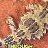 Thorny Devil Lizard The Mountain Devil Shorts Animals