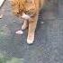 Cat Chats Kot Animals