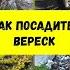 Как посадить вереск