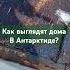 прогулки По Антарктиде прогулки Penguin природа антарктида
