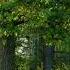 Nightingale Cuckoo In The Oak Forest Sounds Of Nature