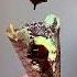 Magnum Chocolate Ice Cream Cone Shorts