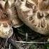 Colorado Mushroom ASMR Tap Tap Cronch Compiltion From Telluride Mushroom Festival