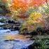 Autumn Landscape Of Forest Stream Relaxing Nature Sounds Flowing Water Sleep Study Meditation