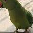 Parrot Sound Peace Nature Birdchirping Birdsound Pachaikili Parrotdrinkingwater