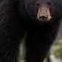 What Sound Does A Black Bear Make Animal Sounds Black Bear Sounds