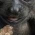 Cute Orphan Baby Howler Monkey S First Steps Climbing On Trees