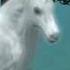 Unicorn Story 2 II The Sims 3