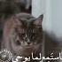 Ahmed Khedr Beautiful Quran Cat