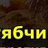 Полезные свойства мясо рябчика и противопоказания Калорийность рябчика