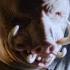 Piglet Sings A Song Aaron Fraser Nash Black Ops 3 Zombies