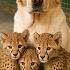 Dog Adopts 3 Orphaned Cheetahs But When They Grow Up Something Terrible Happens