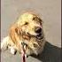 Don T Dream It S Over Crowded House Sped Up