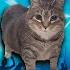 OIIA CAT