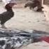 Глупый маленький петух получает KO D петухом в два раза больше его размера