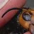 Invasive Murder Hornets Are Wiped Out In The US Officials Say