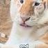 Golden Tiger Foryou Animals Funny Shorts Goldentiger Tiger