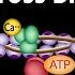 Muscle Contraction Cross Bridge Cycle Animation