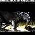 Leopard Vs Black Panther Trending Animals Wildlife Shorts Blackpanther Leopard