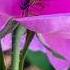 Spider Hunts Under A Rose Nature Arjanperies