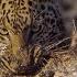 Leopard Learns How To Catch A Fish BBC Earth