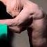 Revenge Time Cat VS Dog Trending Video