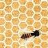 Why Do Honeybees Love Hexagons Zack Patterson And Andy Peterson