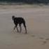 Greyhound Realises He Is Off Lead On The Beach