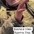 Чей сын Бурят в плену под Киевом