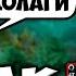 фурион фурион по фарму чемпион