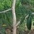 The Mango Loa Project Open Tatura Trellis System First Walk Through
