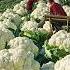 17 Most Amazing Fruit And Vegetable Harvests By Farmers Harvesting Technology 2