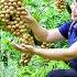 How To Harvest Langsat Fruit Goes To Market Sell Harvesting And Cooking Tieu Vy Daily Life