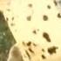 200 Harbor Seals Migrate To China S East Coast From Northern Russia