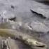 Salmon Spawning In The Don River Toronto Ontario Canada