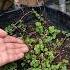 Make Your Pudina Healthy Again How To Make Dead Mint Plant Green And Alive