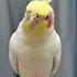 I Have To Say That Cockatiels Are Pretty Good At Whistling Cutepet Whistling Cockatiel Birdlove