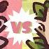 COFFEE Vs TEA RESULTS Octopia News Ep 2