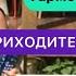 Приходите в мой дом Лучшее исполнение на гармони Алексей Симонов Миди гармонь Электро гармонь