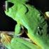 Best Of Frogs Top 5 BBC Earth