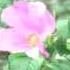 U S Forest Service Botanist Jan Schultz Stop Invasive Species At Wisconsin Michigan National Parks
