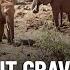 Are Elephant Graveyards Real The Truth Revealed