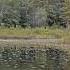 Loon S Cries 2 Крики гагары Loons Of New Hampshire LoonOrgNH