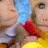 Monkey Baby Bim Bim капризничает с рулоном бумаги в туалете и пьет разноцветный чай с молоком со щен