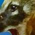 Coati Sounds Coati Vocalization Sound