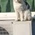 Istanbul Cats Коты Стамбула Istanbul Cats стамбул котыстамбула турция Türkiye